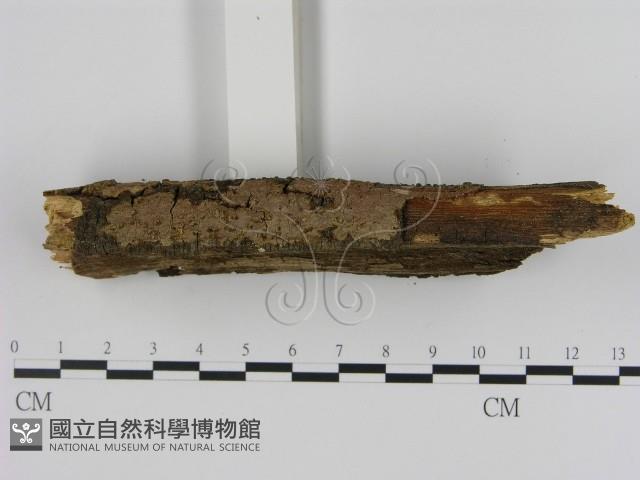 刺革菌屬藏品圖，第3張