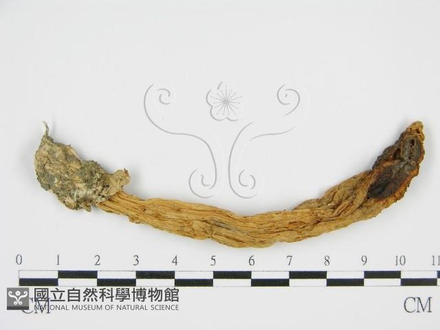登錄號:F0010835藏品圖，第3張