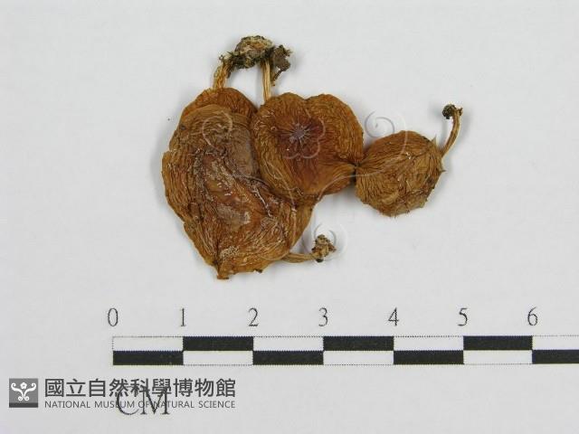 登錄號:F0001835藏品圖，第3張