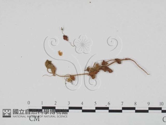 登錄號:F0011835藏品圖，第3張