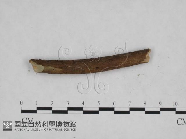 登錄號:F0024835藏品圖，第3張