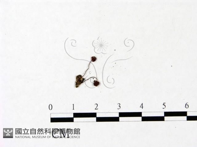 登錄號:F0022835藏品圖，第3張