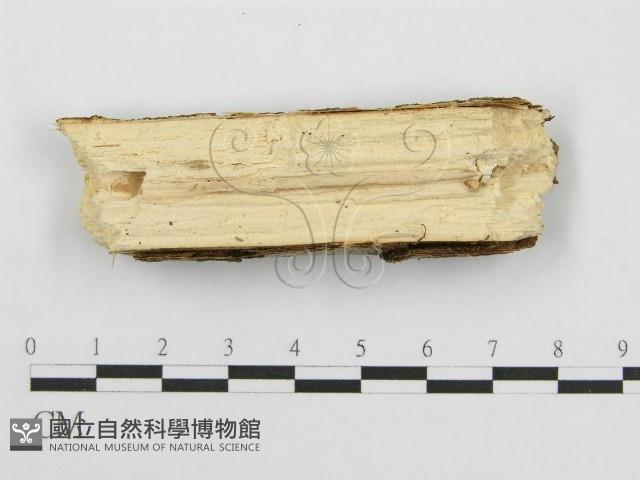 筍殼菌屬藏品圖，第3張