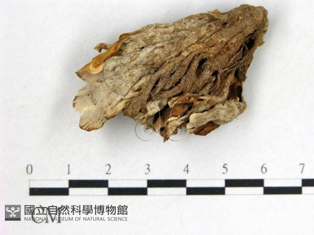 波邊革菌屬藏品圖，第3張