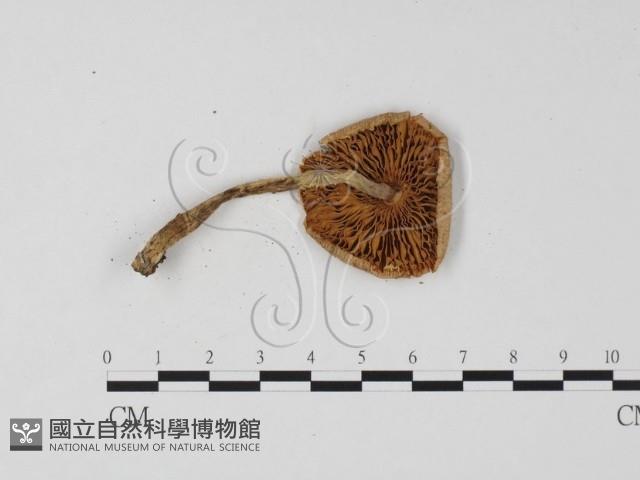 登錄號:F0025835藏品圖，第3張