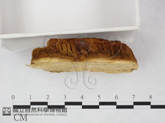 登錄號:F0019835藏品圖，第3張