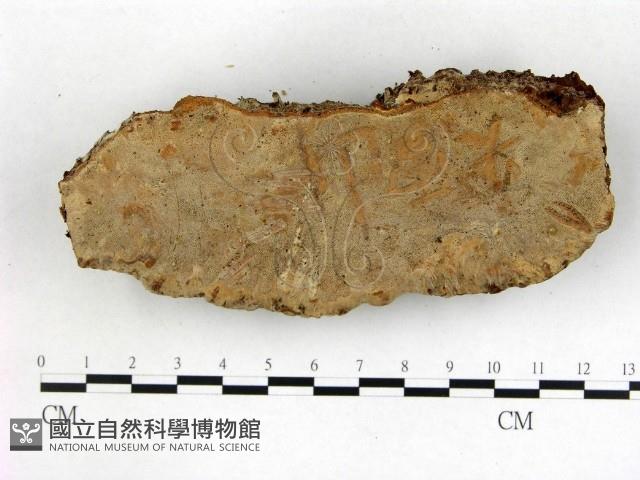 登錄號:F0020935藏品圖，第3張