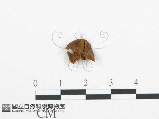 登錄號:F0000935藏品圖，第3張