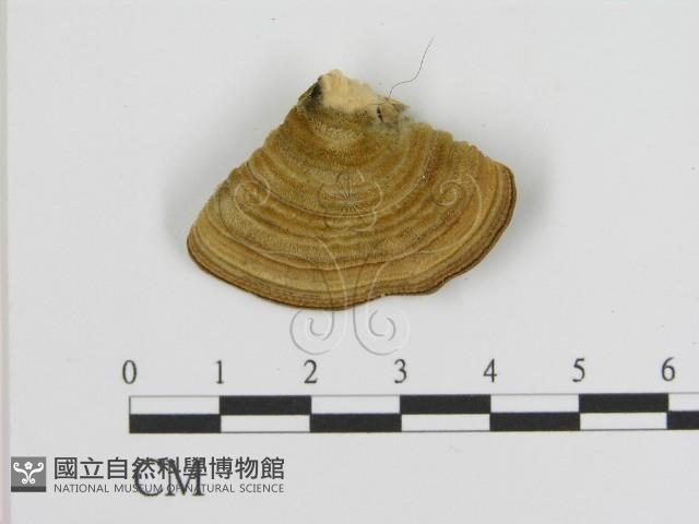 登錄號:F0006935藏品圖，第3張