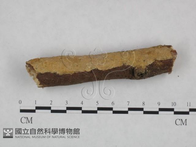 顯絲菌屬藏品圖，第3張