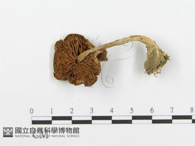 登錄號:F0004935藏品圖，第3張