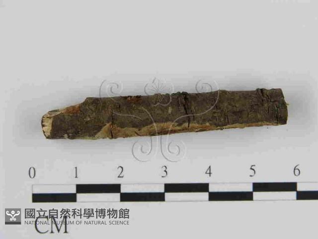 絲皮菌屬藏品圖，第3張