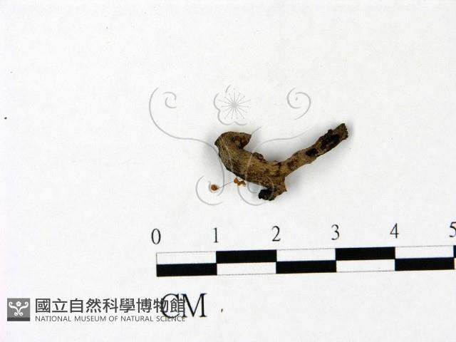 登錄號:F0022935藏品圖，第3張