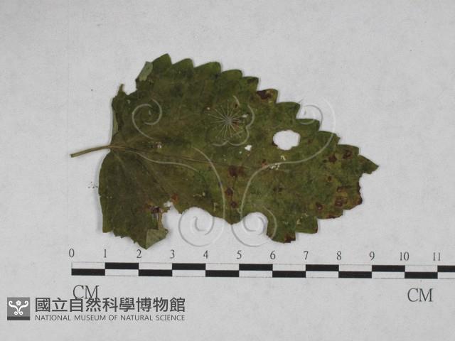 登錄號:F0027935藏品圖，第1張