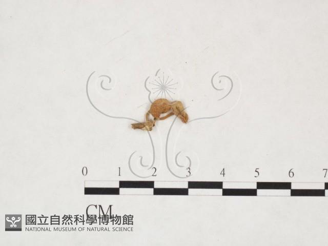微皮傘屬藏品圖，第3張