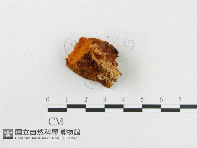 登錄號:F0005935藏品圖，第3張