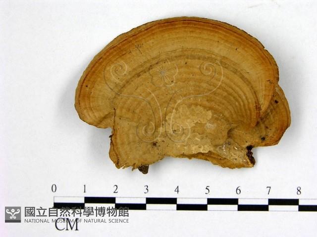 登錄號:F0009935藏品圖，第3張