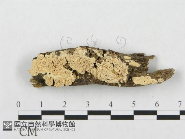 登錄號:F0019935藏品圖，第1張