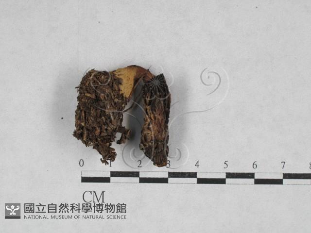 登錄號:F0028635藏品圖，第3張