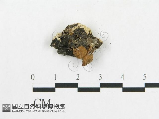 登錄號:F0010635藏品圖，第3張