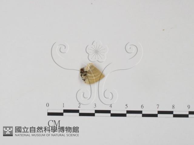 登錄號:F0006635藏品圖，第3張