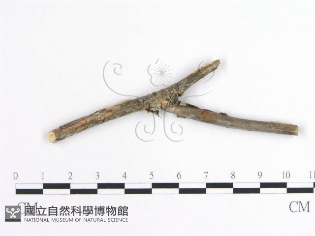 登錄號:F0001635藏品圖，第3張
