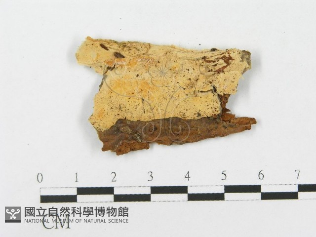 登錄號:F0004635藏品圖，第1張