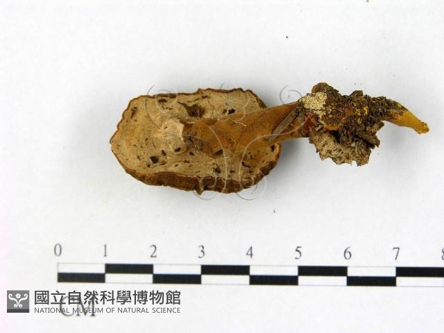 登錄號:F0002635藏品圖，第3張