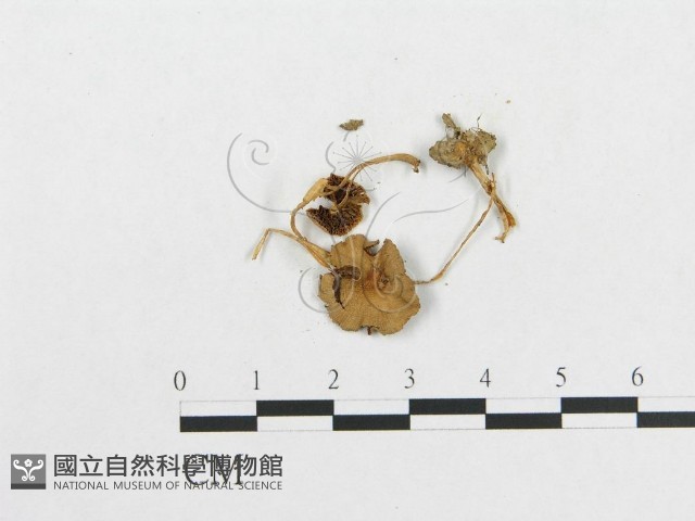 登錄號:F0007635藏品圖，第3張