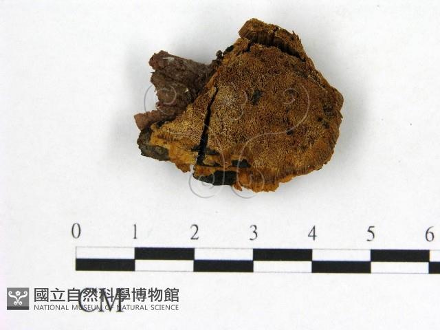 登錄號:F0017635藏品圖，第1張