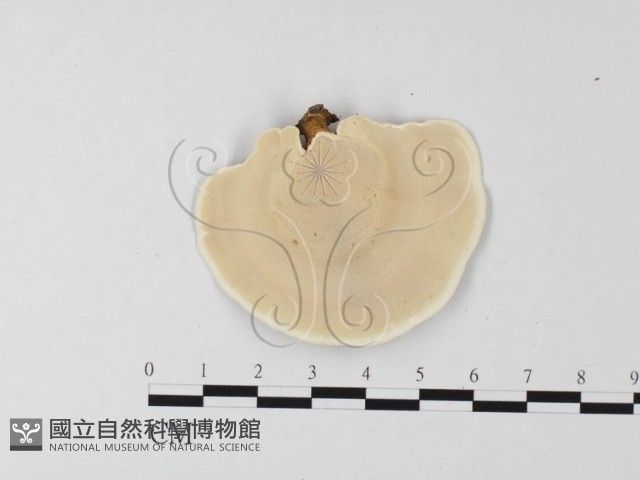 相鄰小孔菌藏品圖，第3張