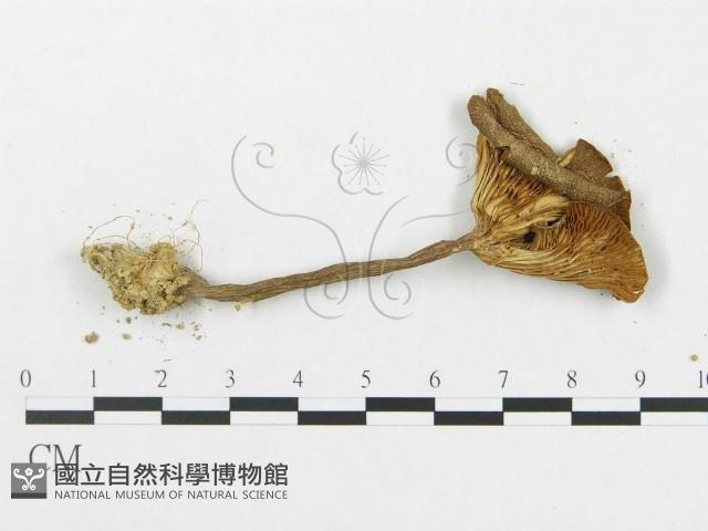 登錄號:F0005635藏品圖，第3張