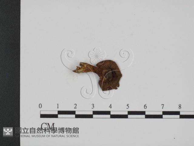 登錄號:F0015635藏品圖，第3張