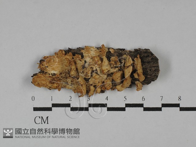 登錄號:F0029635藏品圖，第3張