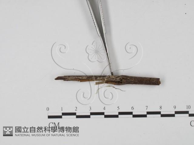 登錄號:F0019635藏品圖，第3張