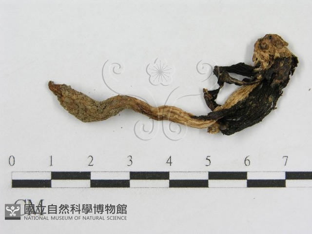 登錄號:F0008435藏品圖，第3張