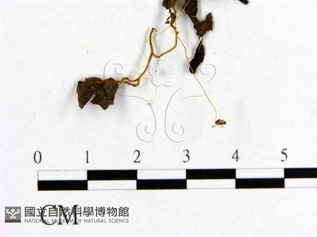 小菇屬藏品圖，第3張