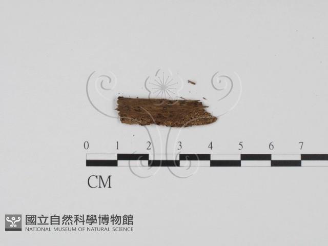 登錄號:F0011435藏品圖，第3張