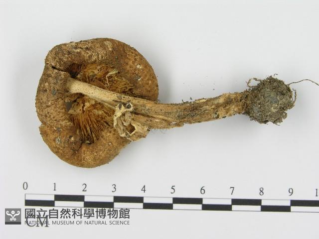 登錄號:F0004435藏品圖，第3張