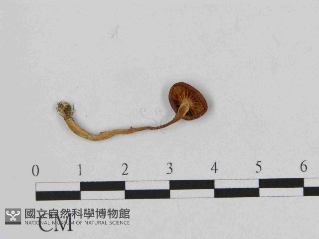 登錄號:F0014435藏品圖，第3張
