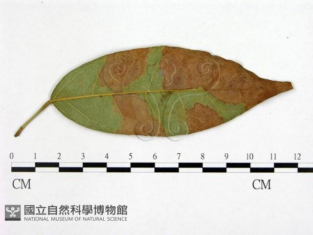 登錄號:F0022435藏品圖，第3張