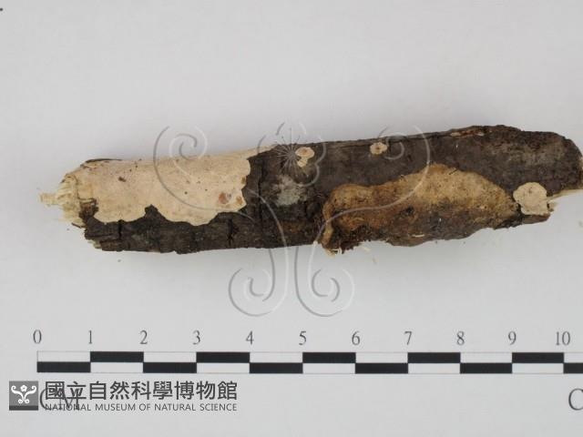 登錄號:F0002435藏品圖，第3張