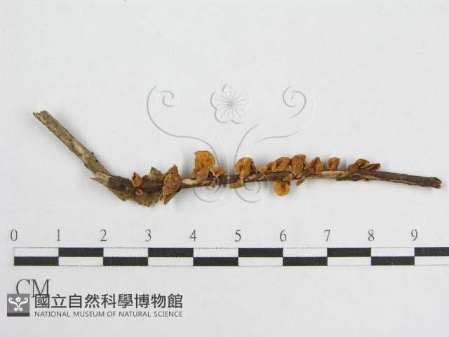 微皮傘屬藏品圖，第3張