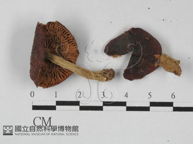 紅菇屬藏品圖，第3張