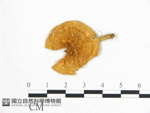 登錄號:F0007435藏品圖，第3張