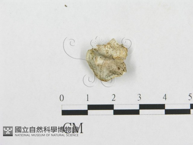登錄號:F0017435藏品圖，第1張