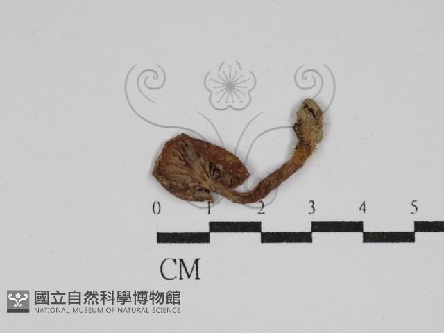 登錄號:F0005435藏品圖，第3張