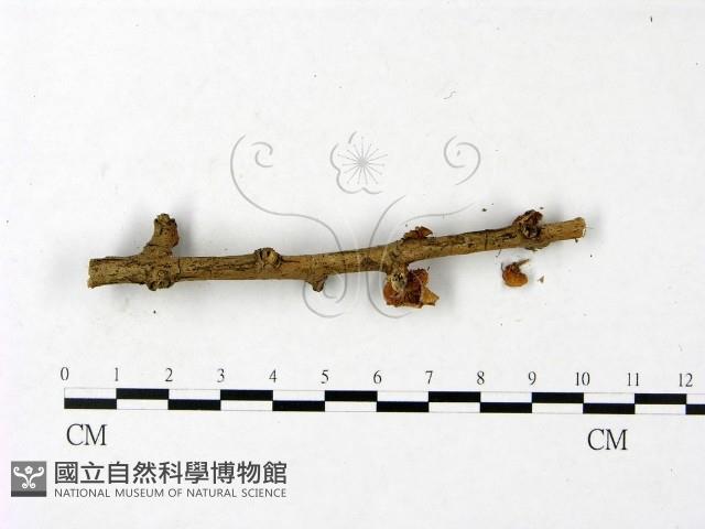 登錄號:F0023435藏品圖，第3張