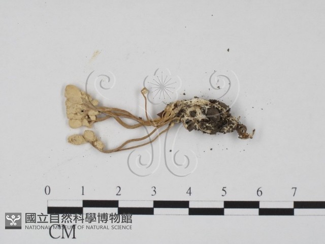 登錄號:F0003435藏品圖，第3張