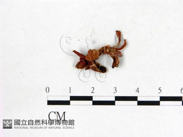 登錄號:F0020735藏品圖，第3張